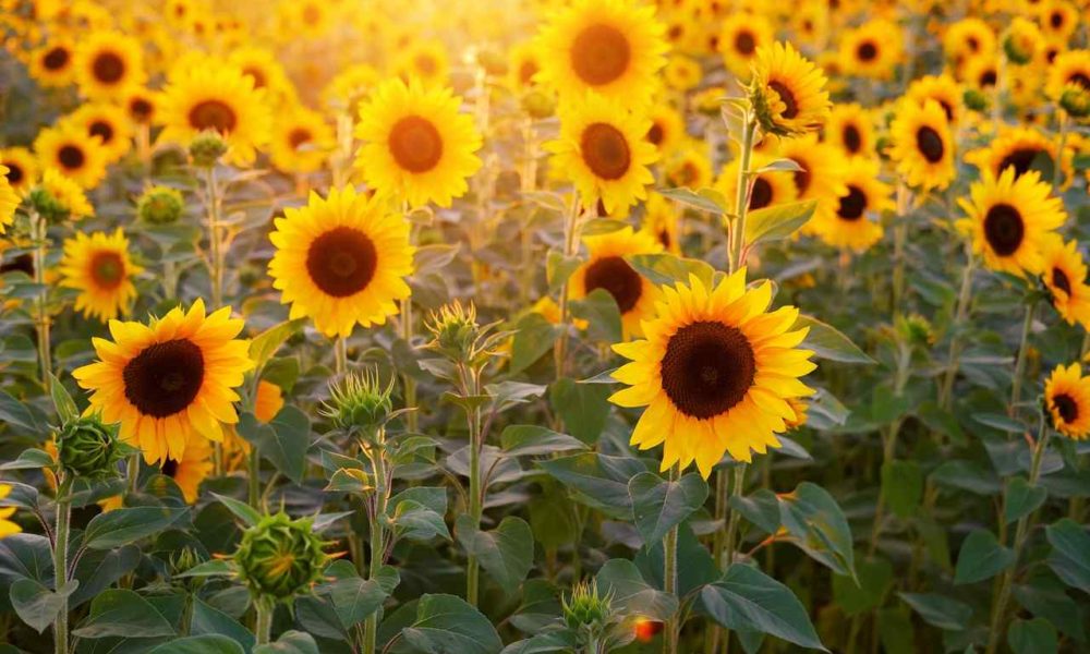 Why is Cremation Jewelry and Mini Urns Popular in the Modern Day?