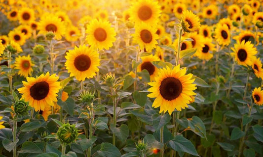 Rose Urns: Unique and Beautiful to Honor the Loved One