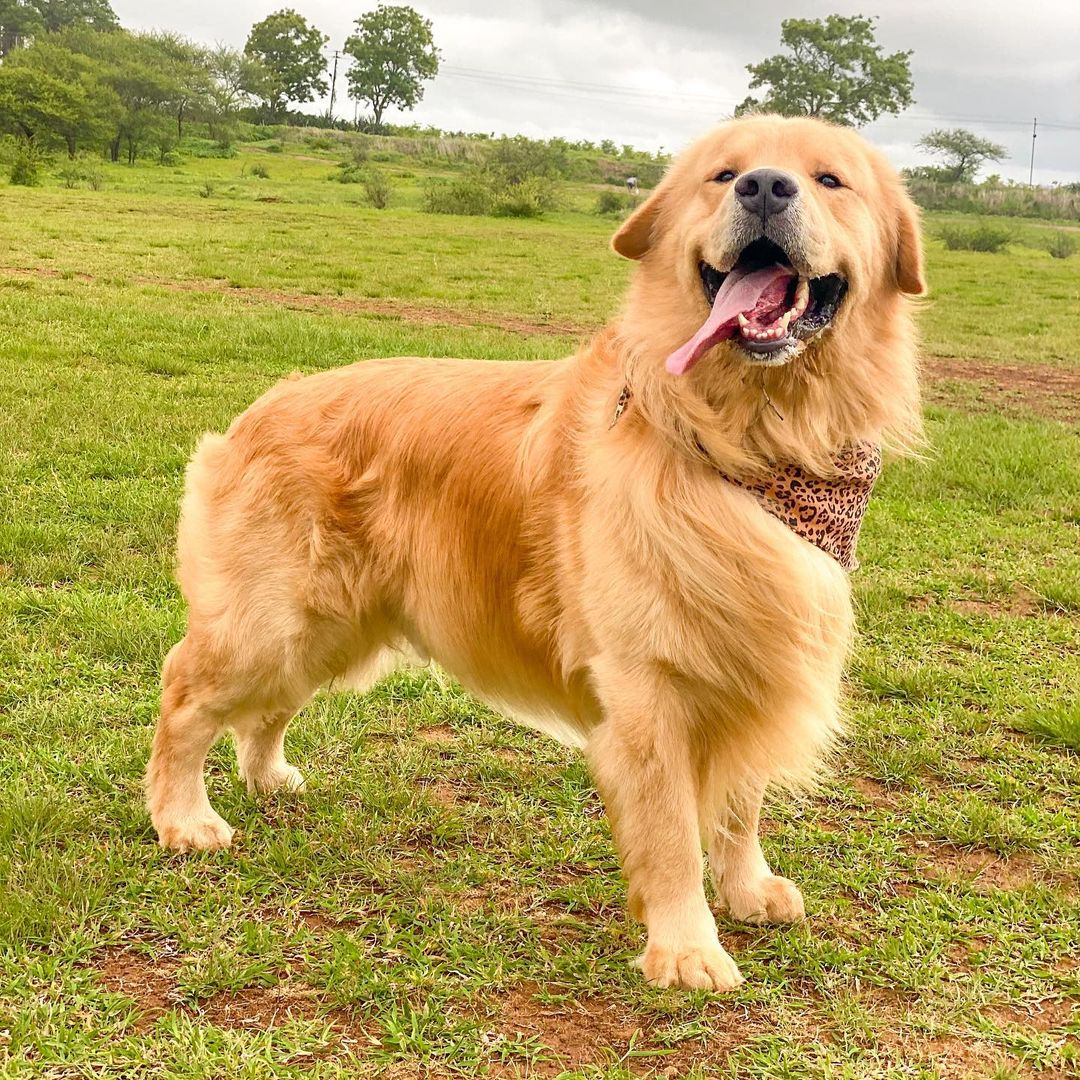 Pet Cremation Keepsake