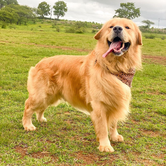 Pet Cremation Keepsake